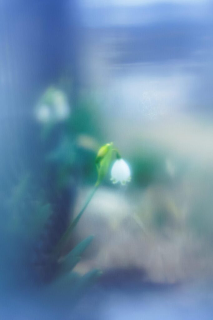 うつむいて咲く白い花（直葬・供養のイメージ）